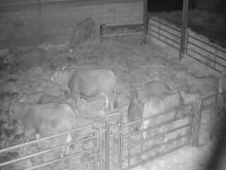 Limousin Cow Nursery Pen