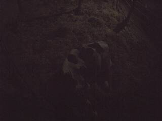 Cow pen