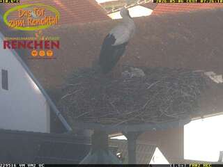 Stork Nest