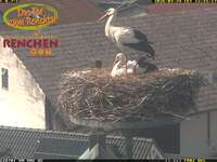 Stork Nest