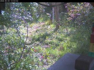Back Yard Cam