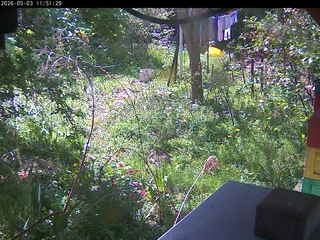 Back Yard Cam