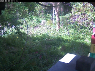 Back Yard Cam