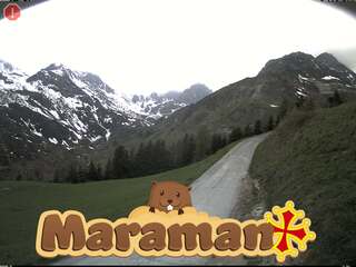 Maraman