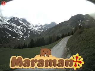 Maraman