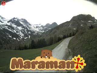 Maraman
