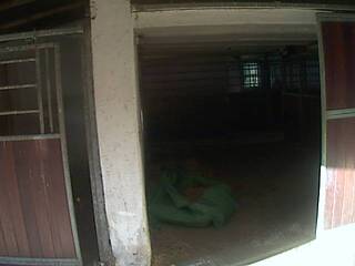 Horse Barn