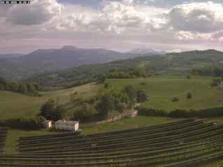 Vineyard