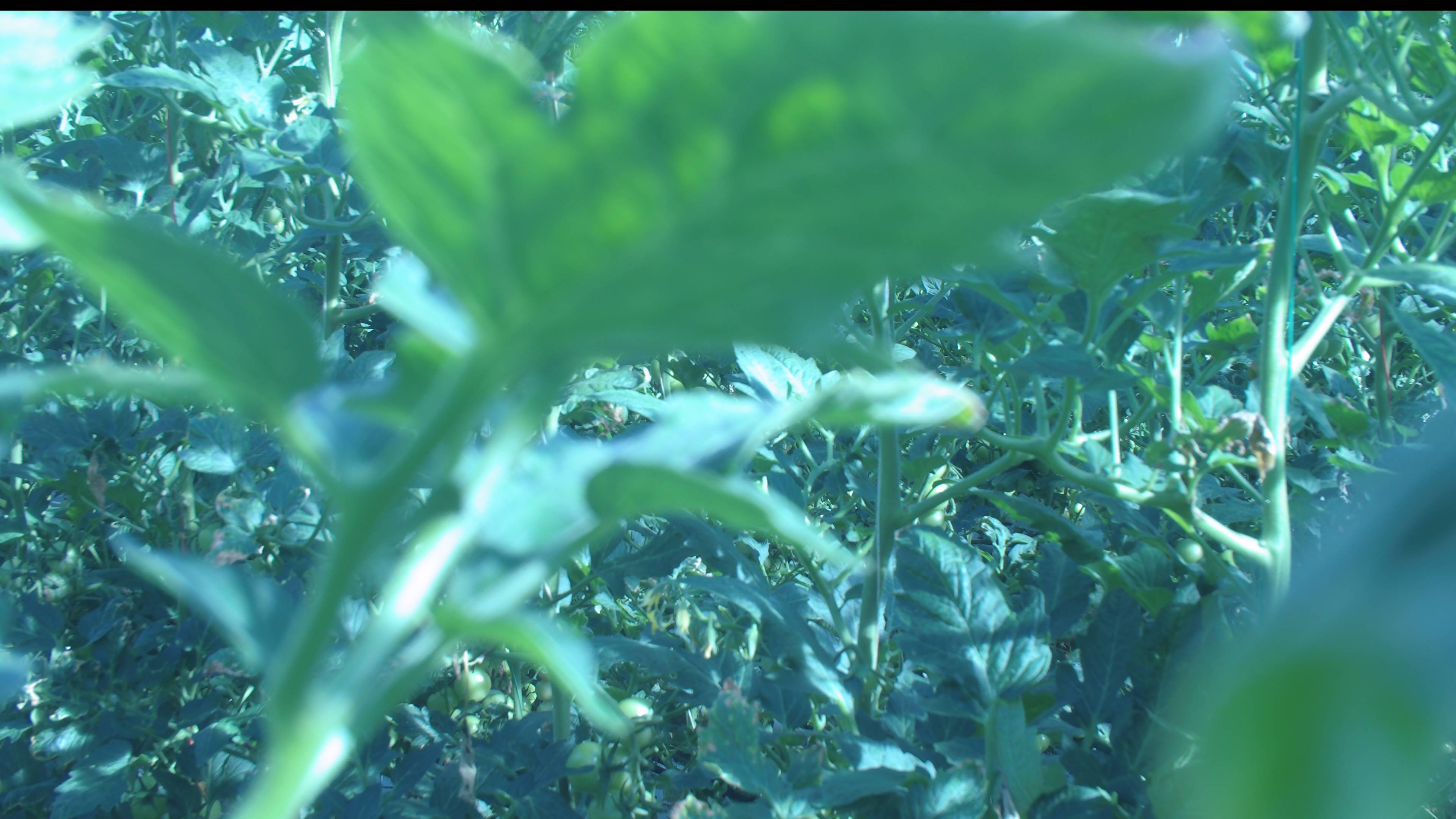 Webcam in Netherlands