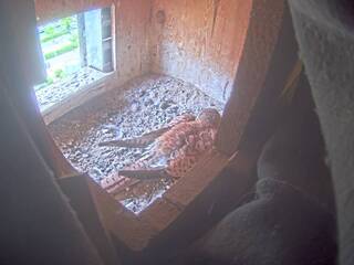 Pigeon Nest