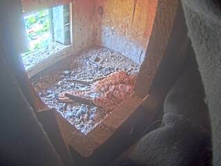 Pigeon Nest