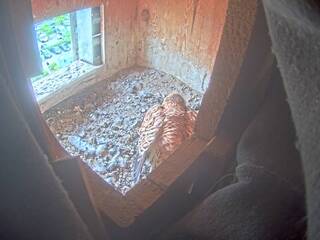 Pigeon Nest