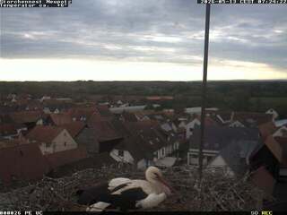 Storks Nest in Neupotz