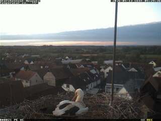 Storks Nest in Neupotz