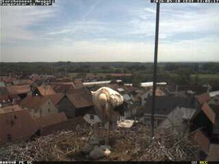 Storks Nest in Neupotz
