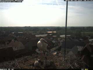 Storks Nest in Neupotz