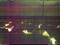 Storks Nest in Neupotz