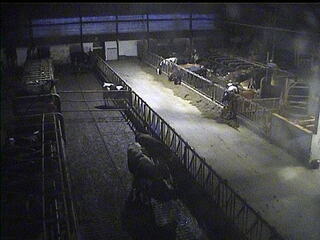 Cow Barn