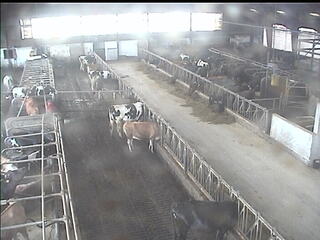 Cow Barn