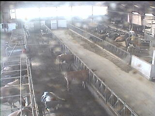 Cow Barn