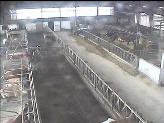 Cow Barn