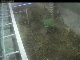 Cow Pen