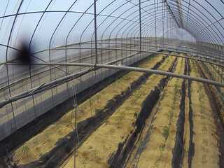 Greenhouse
