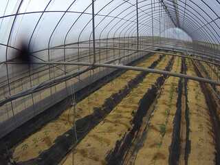 Greenhouse