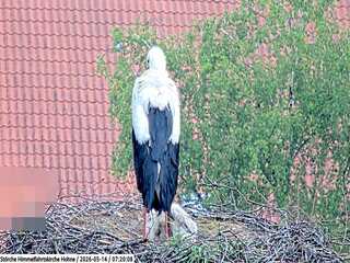 Stork nest