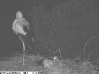 Stork nest