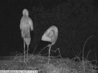 Stork nest