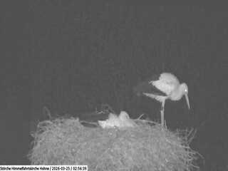 Stork nest