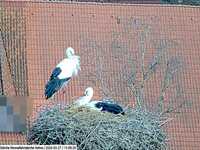 Stork nest