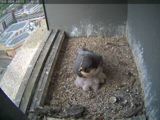 Falcon Nest
