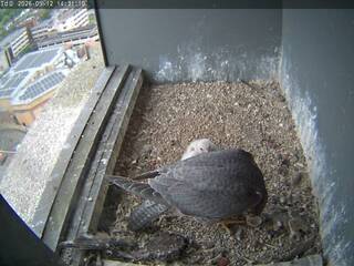 Falcon Nest