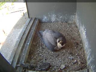 Falcon Nest