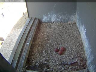 Webcam in United Kingdom