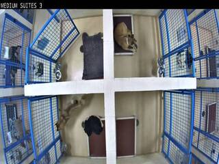Dog Kennel