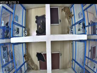 Dog Kennel
