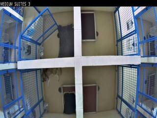 Dog Kennel