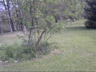 Woods