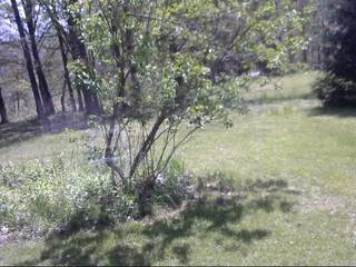 Woods