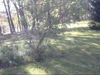 Woods
