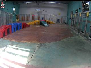 Dog Day Care