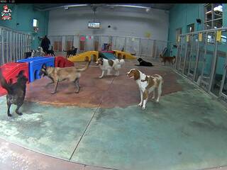 Dog Day Care