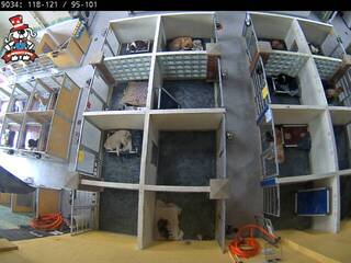 Dog Kennel