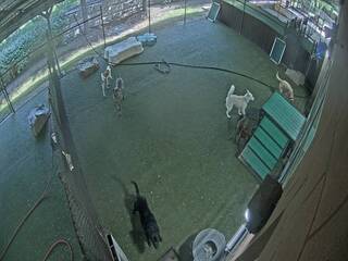 Dog Daycare