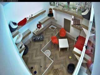 Cat Room