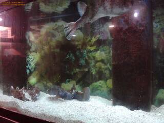 Aquarium
