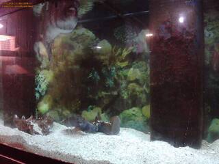 Aquarium